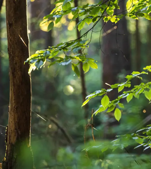 The growing importance of integrating nature risk into investment decisions